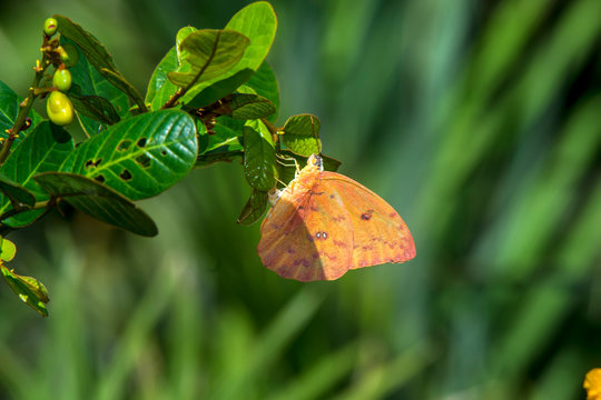 Butterfly photographed in Espirito Santo. Southeast of Brazil. Atlantic Forest Biome. Picture made in 2018.