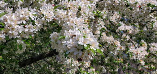bee in flowers