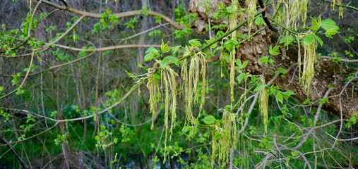 green grass in the forest