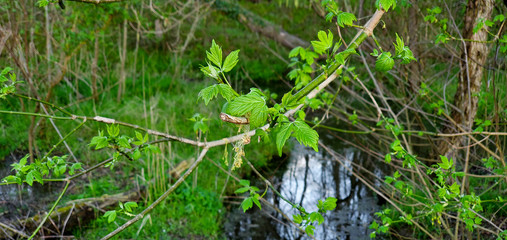 Greenery in the Lake