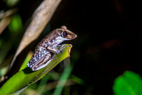 Bruno s Casque headed Frog photographed in Guarapari, in Espirito Santo. Southeast of Brazil. Atlantic Forest Biome. Picture made in 2018.