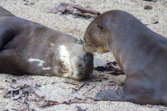 One giant otter is kissing another giant otter  (Pteronura brasiliensis).
A South American carnivorous mammal. It is the longest member of the Mustelidae