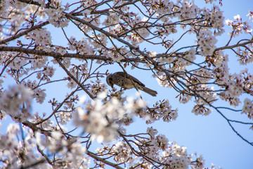 桜とヒヨドリ