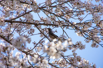桜とヒヨドリ