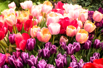 Obraz premium pink tulips in the garden