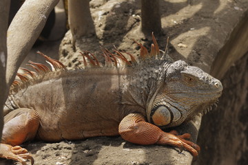 Iguana
