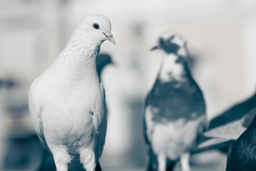 black and white (columba livia domestica ) pigeon bird standing with colorful blurred background walls