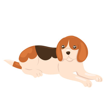 Beagle puppy lies isolate on a white background. Vector image