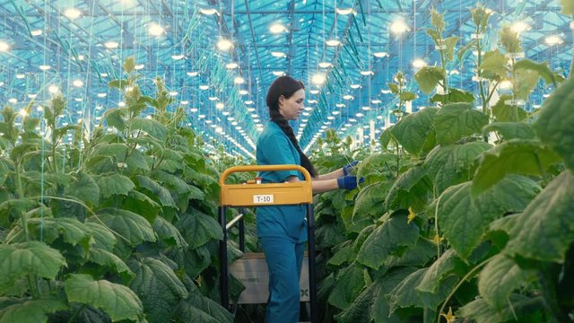 Greenhouse cucumbers are being cultivated by an agriculturist