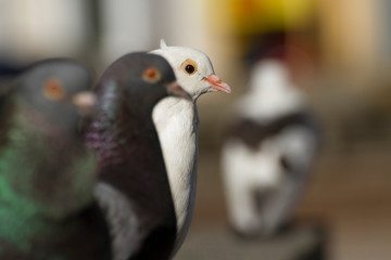 black and white (columba livia domestica ) pigeon bird standing with colorful blurred background walls