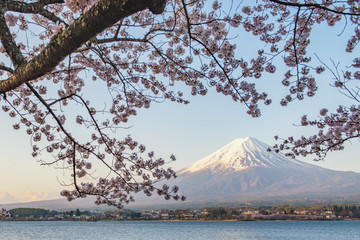 Fuji Mountain and Sakura Branches in Spring at Kawaguchiko Lake, Japan