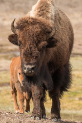 Mother and calf bison