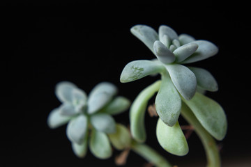 Macro photography to a two green succulent plant with black background Interior design and natural concept