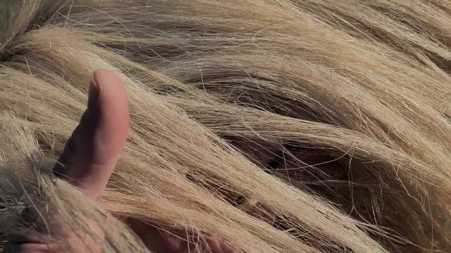 Farmer brush with fingers  through of a white isabel horse mane, touching winter fur on the horse's side. It is spring and the horse is already moulting.
