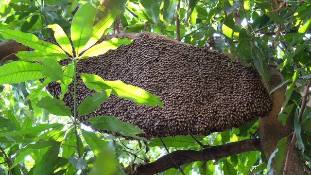 Big honeycomb on the tree and many bees produce nectar in nature.
