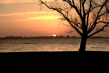 SILUETA ARBOL