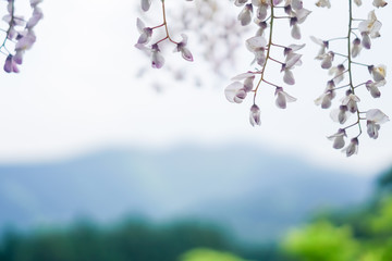 Selective focus of beautiful colorful flowers with summer bokeh background.vintage color style.
