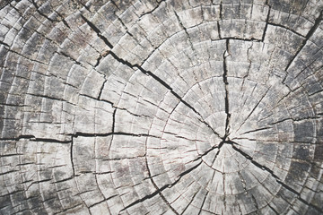 Old grunge wood texture blank space background.