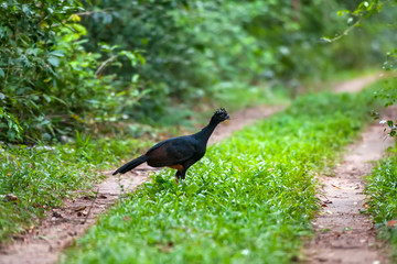Female Red billed Curassow photographed in Linhares, North of Espirito Santo. Southeast of Brazil. Atlantic Forest Biome. Picture made in 2018.