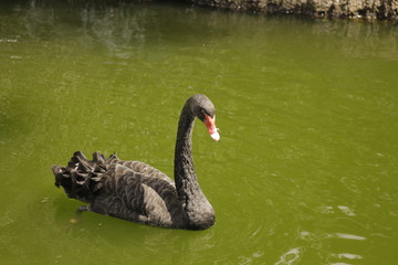 Cisne negro