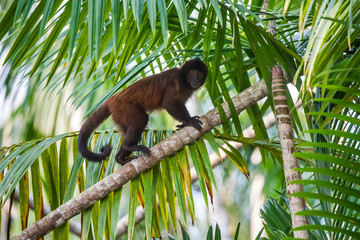 Crested capuchin photographed in Linhares, North of Espirito Santo. Southeast of Brazil. Atlantic Forest Biome. Picture made in 2018.