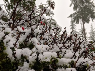 berries contrasted with fresh white snow on top of a green bush outside after a winter storm