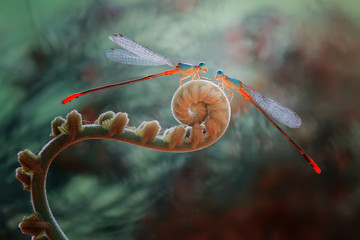 Damselflies