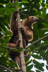 Southern tamandua photographed in Linhares, North of Espirito Santo. Southeast of Brazil. Atlantic Forest Biome. Picture made in 2018.