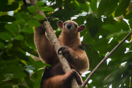 Southern tamandua photographed in Linhares, North of Espirito Santo. Southeast of Brazil. Atlantic Forest Biome. Picture made in 2018.