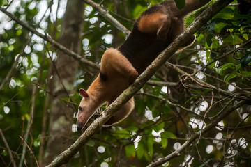 Southern tamandua photographed in Linhares, North of Espirito Santo. Southeast of Brazil. Atlantic Forest Biome. Picture made in 2018.