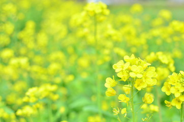 Obraz premium いちめんの菜の花