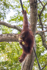 a baby Bornean orangutan (Pongo pygmaeus)  is freely hanging  on a rope while eating.
