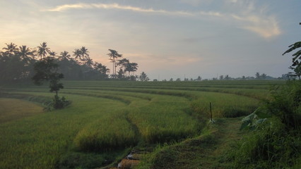 Naklejka premium sunset in the rice fields