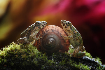 Snail and Frog