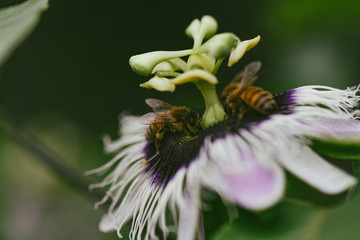 bee on a flower