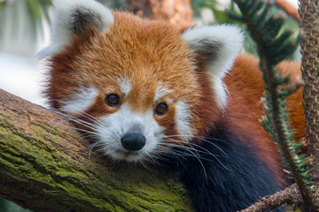 a red panda is lying on the trunk. 
It is a mammal native to the eastern Himalayas and southwestern...