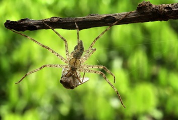 Hunter Spider 