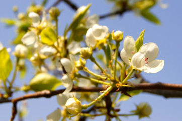pear flowers 1