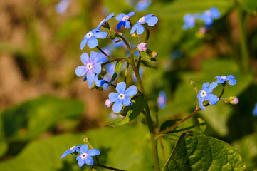 forget-me-not 1