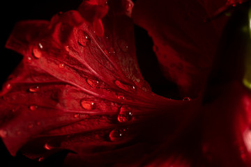 Water drop on red flower after rainy and black background.