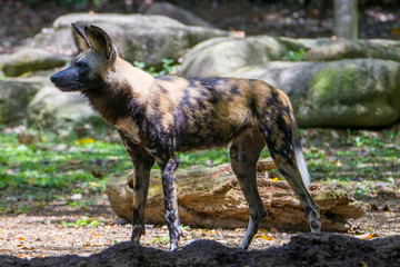 The African wild dog(Lycaon pictus) is a canid native to sub-Saharan Africa. It is the largest indigenous canid in Africa.  A highly social animal, living in packs with separate dominance hierarchies.