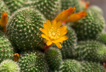 Close-up group of succulent cactus (cacti) with green round shape and large orange cactus flowers for room decor.(Rebutia genus) © nooumaporn