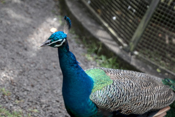 Fototapeta premium portrait of a peacock