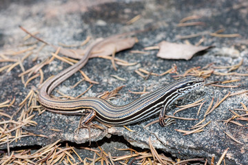 Copper-tailed Skink basking on sandstone rock