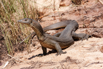 Merten's Water Monitor resting beside stream