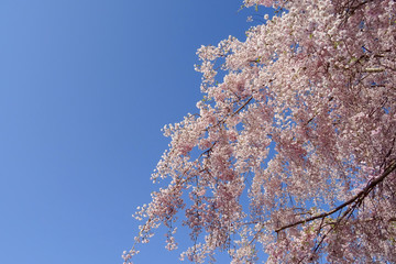 青空と桜
