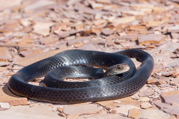 Greater Black Whip Snake