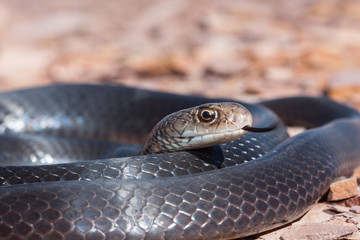 Greater Black Whip Snake flickering tongue
