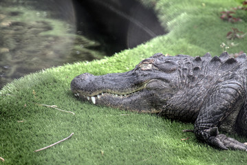 Alligator and a pond


