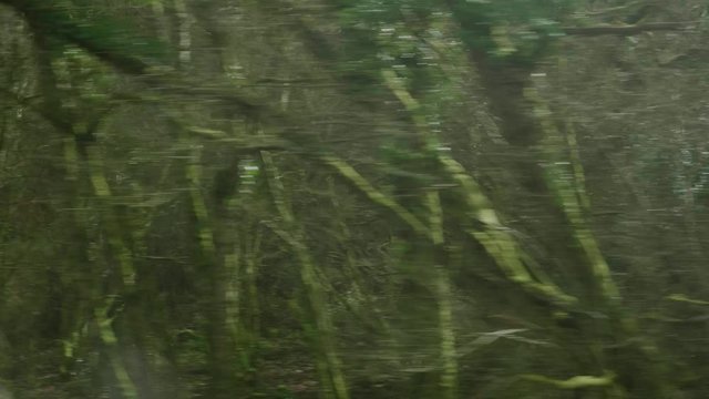 POV View From Window On Carhaix to Guingamp Train Going Past Dense Woodland Trees